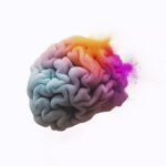 Cerebro humano