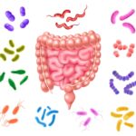 flora intestinal - Freepik