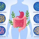 Microbiota. Intestino. Imagen: Freepik