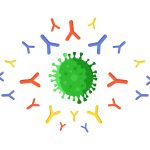 Anticuerpos atacando un virus. Imagen: Freepik