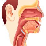 Boca y faringe. Imagen: Freepik